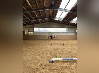 Haflinger, Stute, 16 Jahre, 140 cm, Fuchs