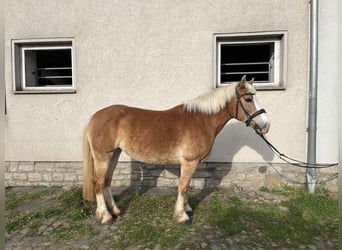 Haflinger, Stute, 16 Jahre, 140 cm, Fuchs