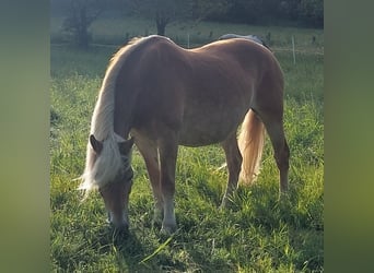 Haflinger, Stute, 16 Jahre, 143 cm