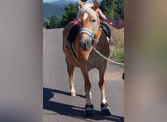 Haflinger, Stute, 16 Jahre, 143 cm