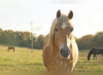 Haflinger, Stute, 16 Jahre, 143 cm