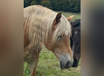 Haflinger, Stute, 16 Jahre, 143 cm