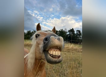 Haflinger, Stute, 16 Jahre, 143 cm