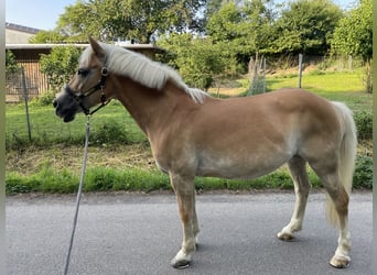 Haflinger, Stute, 16 Jahre, 143 cm, Fuchs