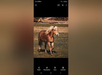 Haflinger, Stute, 16 Jahre, 144 cm