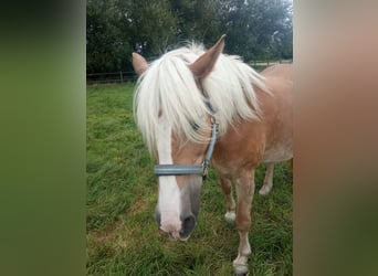Haflinger, Stute, 16 Jahre, 145 cm, Fuchs