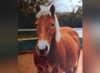 Haflinger, Stute, 16 Jahre, 146 cm