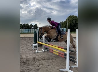 Haflinger, Stute, 16 Jahre, 146 cm