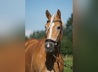 Haflinger, Stute, 16 Jahre, 146 cm