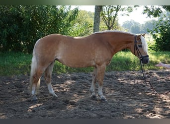 Haflinger, Stute, 16 Jahre, 146 cm