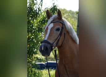 Haflinger, Stute, 16 Jahre, 146 cm
