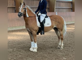 Haflinger, Stute, 16 Jahre, 146 cm