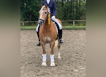 Haflinger, Stute, 16 Jahre, 146 cm