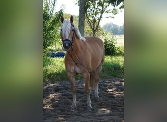 Haflinger, Stute, 16 Jahre, 146 cm