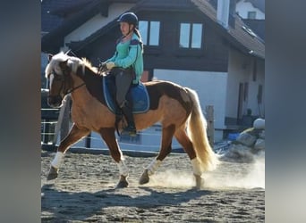 Haflinger, Stute, 16 Jahre, 148 cm, Fuchs