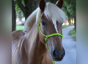 Haflinger, Stute, 16 Jahre, 148 cm, Fuchs