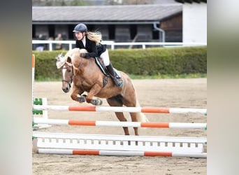 Haflinger, Stute, 16 Jahre, 148 cm, Fuchs