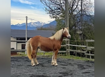 Haflinger, Stute, 16 Jahre, 150 cm, Champagne