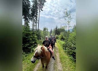 Haflinger, Stute, 16 Jahre, 150 cm, Champagne