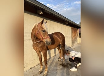 Haflinger, Stute, 16 Jahre, 150 cm, Dunkelfuchs