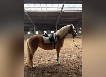 Haflinger, Stute, 16 Jahre, 150 cm