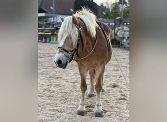 Haflinger, Stute, 16 Jahre, 150 cm, Fuchs
