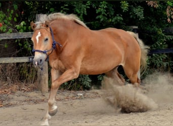 Haflinger, Stute, 16 Jahre, 152 cm, Fuchs