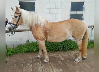 Haflinger, Stute, 16 Jahre, 152 cm, Fuchs