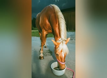 Haflinger, Stute, 16 Jahre, 153 cm