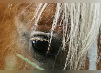 Haflinger, Stute, 16 Jahre, 156 cm
