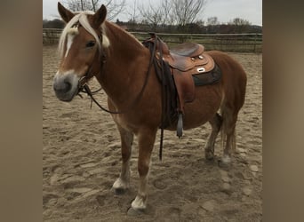 Haflinger, Stute, 17 Jahre, 139 cm, Fuchs