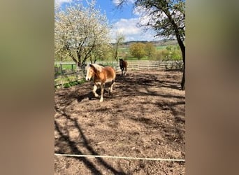 Haflinger, Stute, 17 Jahre, 140 cm