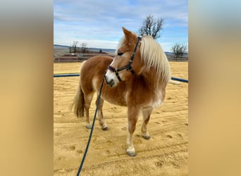 Haflinger, Stute, 17 Jahre, 140 cm, Fuchs