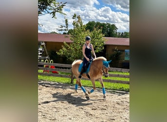 Haflinger, Stute, 17 Jahre, 145 cm