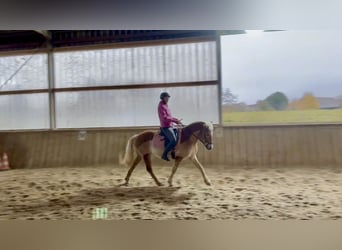 Haflinger, Stute, 17 Jahre, 145 cm