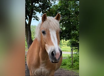 Haflinger, Stute, 17 Jahre, 145 cm, Fuchs
