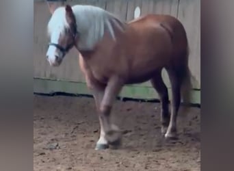 Haflinger, Stute, 17 Jahre, 145 cm