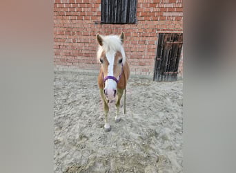 Haflinger, Stute, 17 Jahre, 147 cm, Fuchs