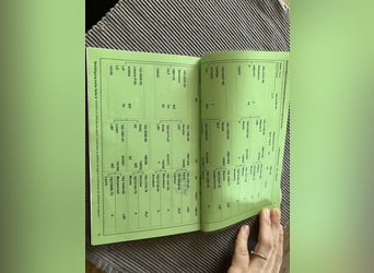 Haflinger, Stute, 17 Jahre, 148 cm, Fuchs