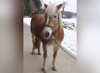 Haflinger, Stute, 17 Jahre, 148 cm, Fuchs
