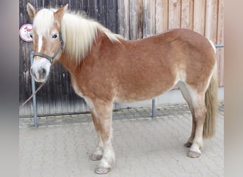 Haflinger, Stute, 17 Jahre, 148 cm, Fuchs