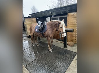 Haflinger, Stute, 17 Jahre, 148 cm