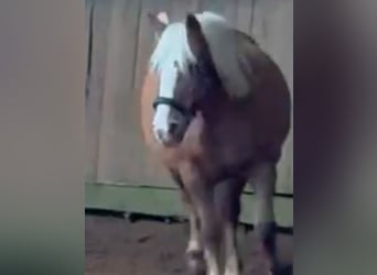 Haflinger, Stute, 17 Jahre, 148 cm