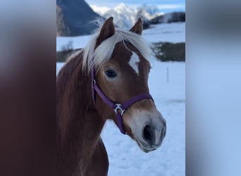 Haflinger, Stute, 17 Jahre, 149 cm, Fuchs