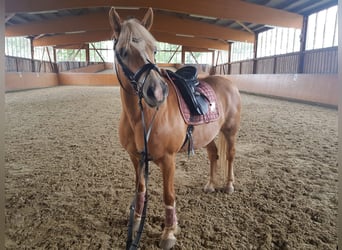 Haflinger, Stute, 17 Jahre, 150 cm