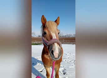 Haflinger, Stute, 17 Jahre, 150 cm