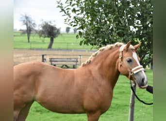 Haflinger, Stute, 17 Jahre, 150 cm