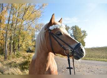 Haflinger, Stute, 17 Jahre, 150 cm