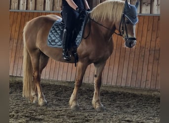 Haflinger, Stute, 17 Jahre, 150 cm