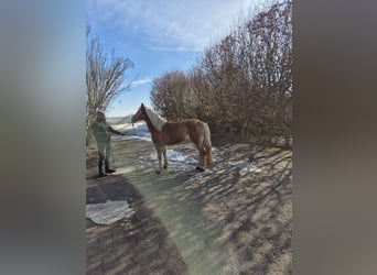 Haflinger, Stute, 17 Jahre, 150 cm, Fuchs